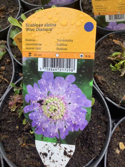 Scabiosa alpina ‘Blue Diamant’