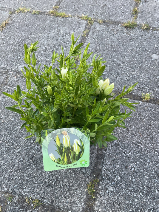 Gentiana pyramidalis ‘Diana Alba’ P13