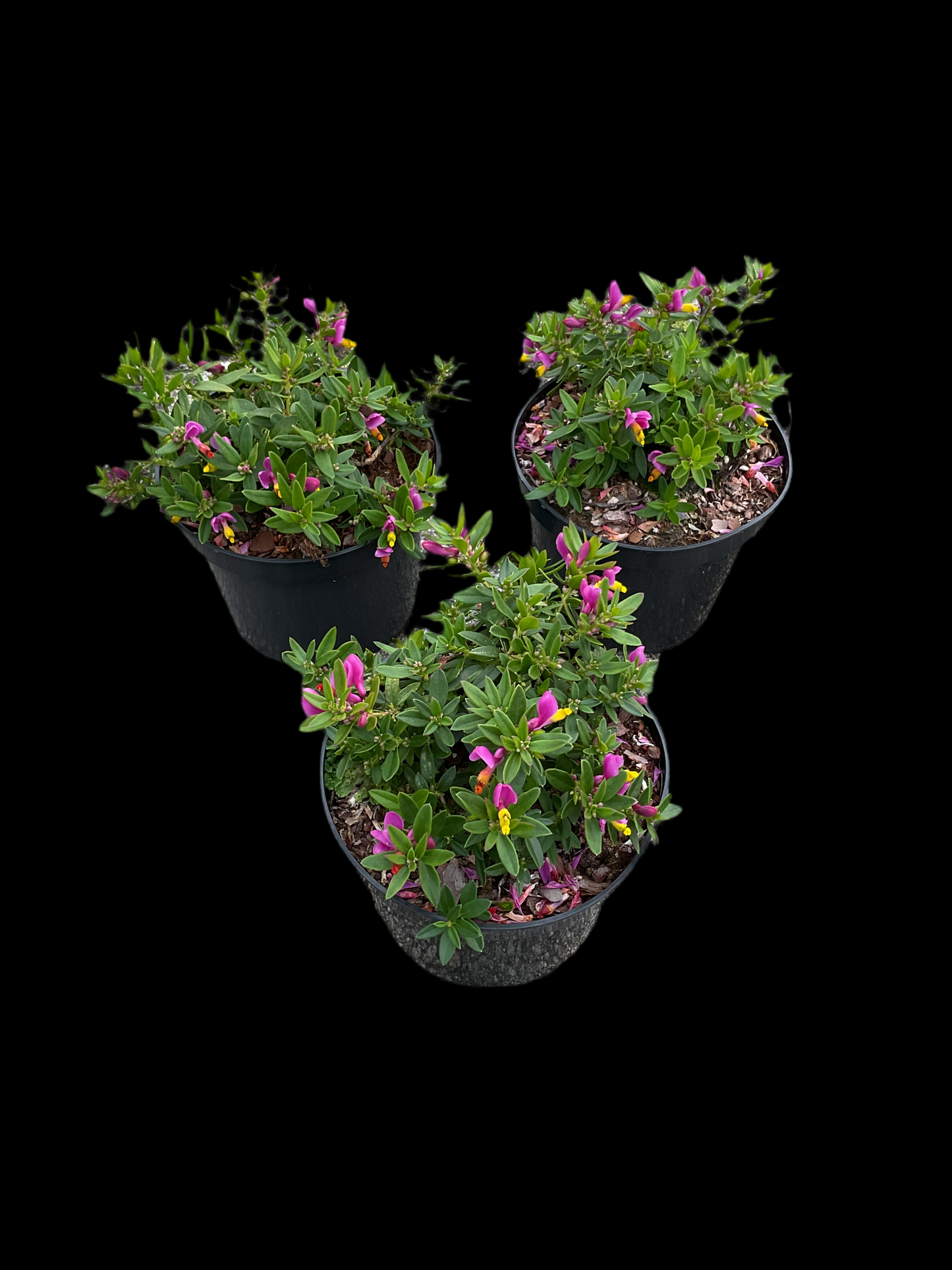 Polygala chamaebuxus ‘Grandiflora’ P19