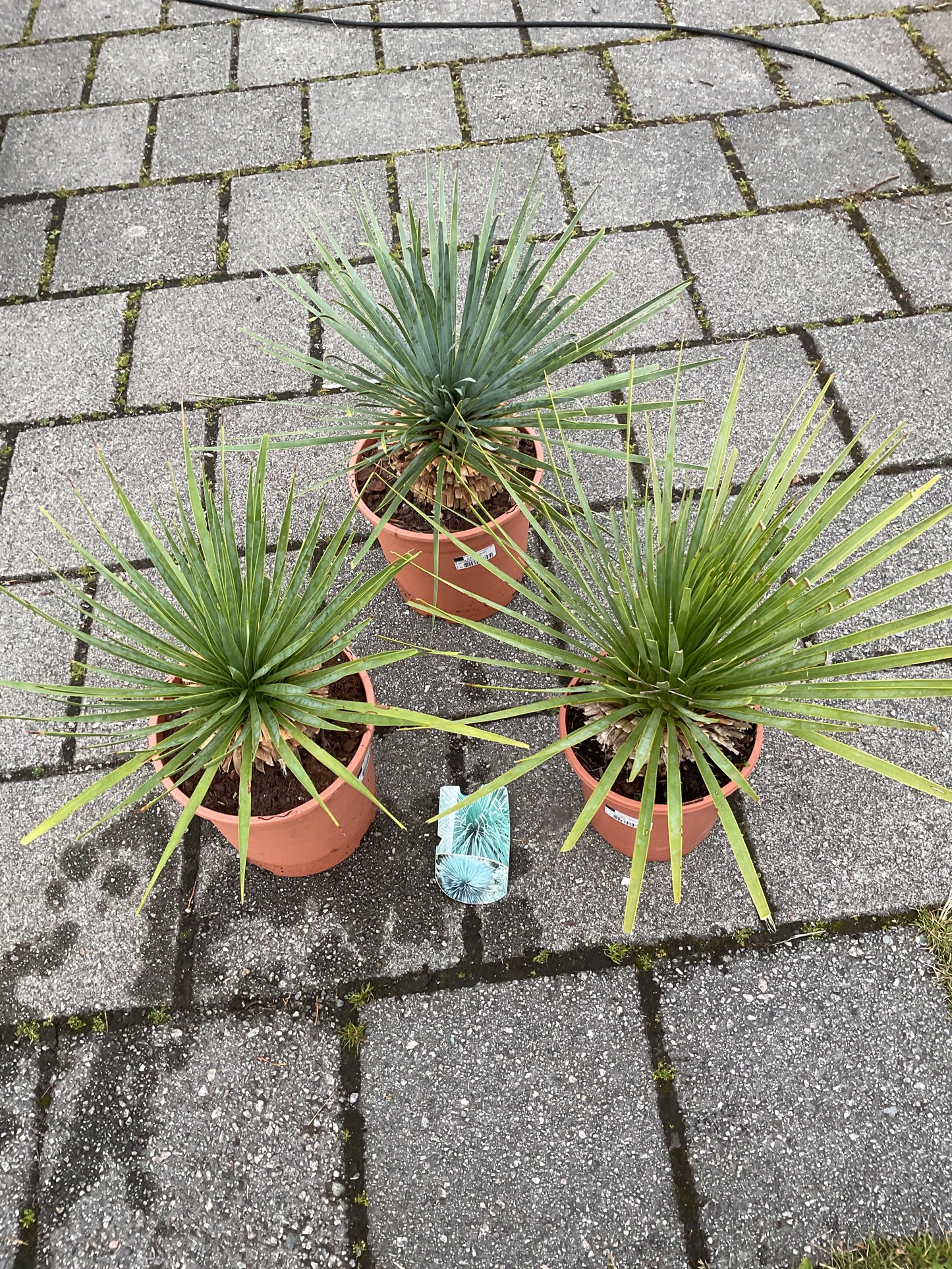 Yucca rostrata