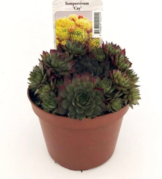 Sempervivum hyb. ‘Cay’ P11