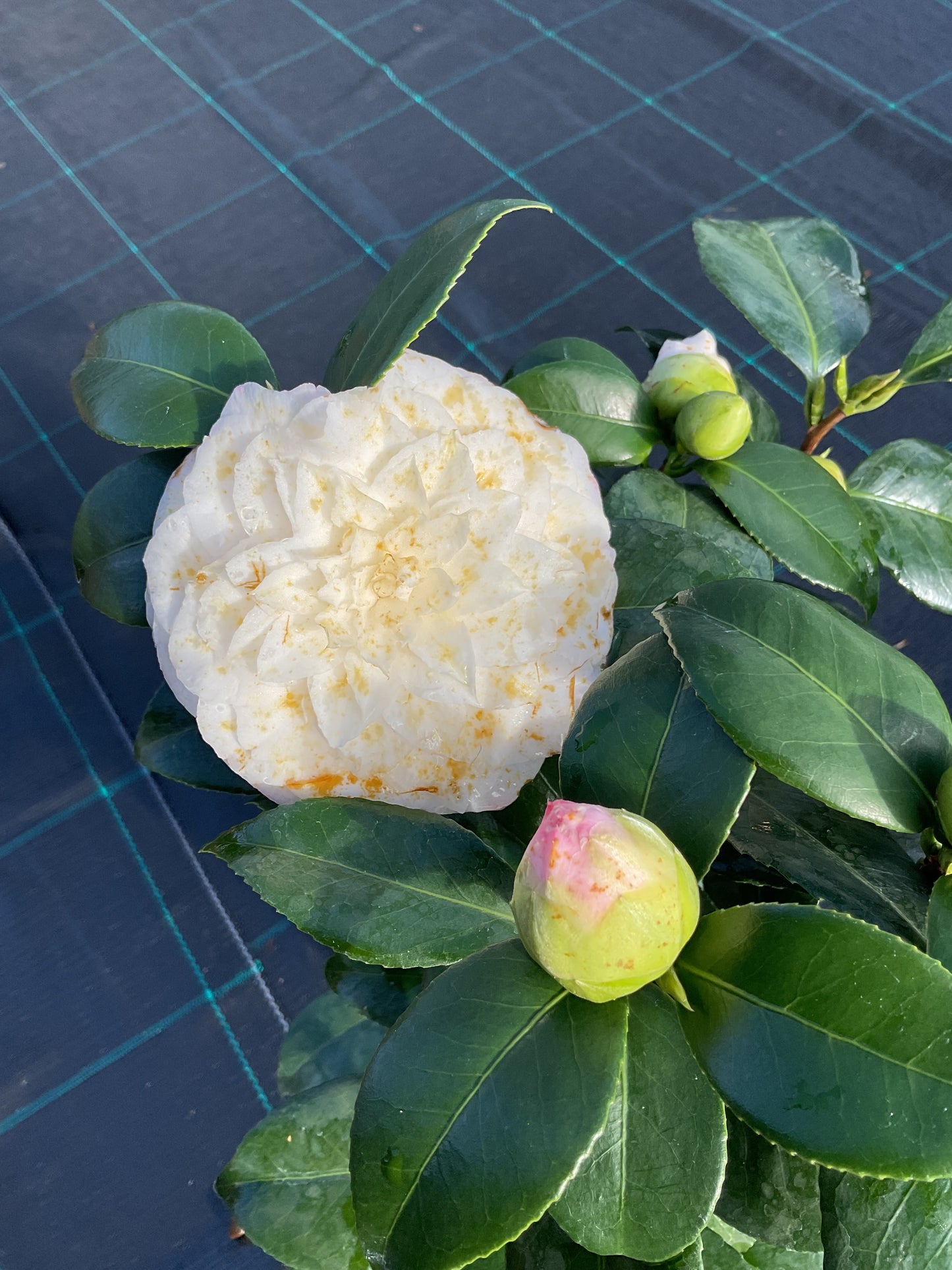 Camellia japonica ‘Nuccio’s Pearl’ P15
