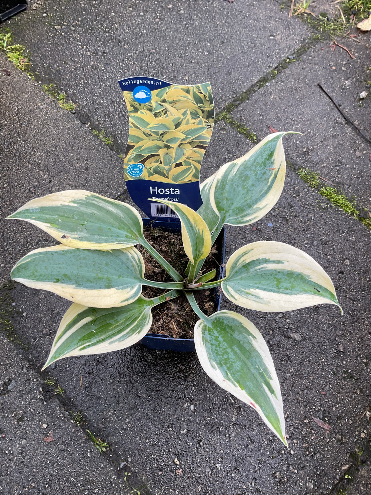 Hosta ‘Permafrost’ P11x11