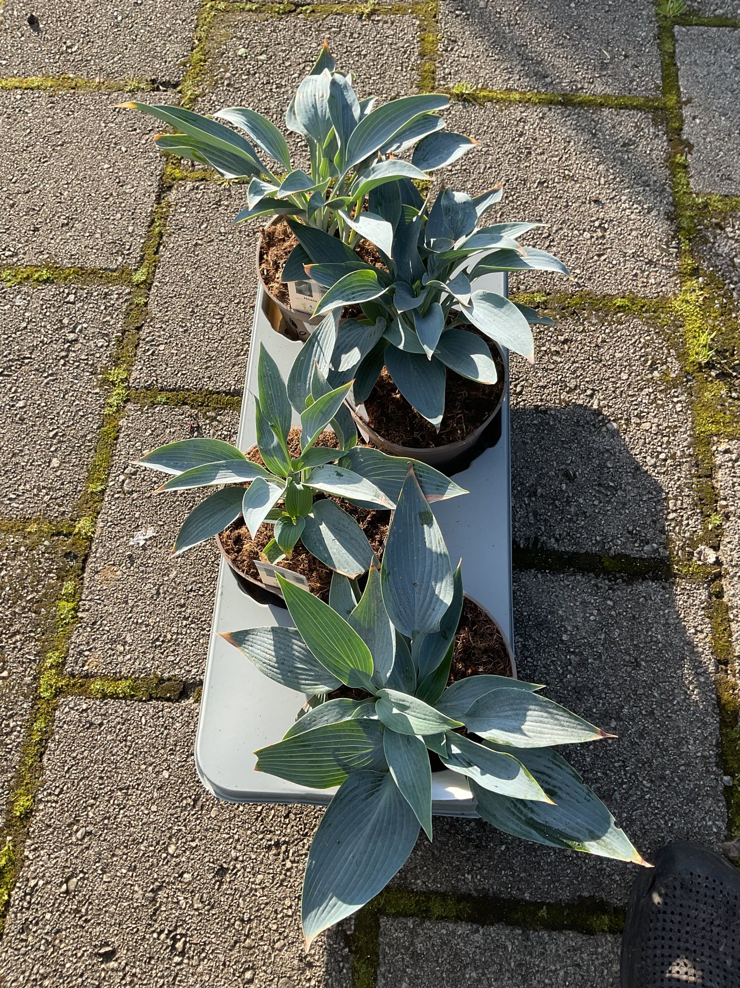 Hosta ‘Silver Tongued Devil’ P15