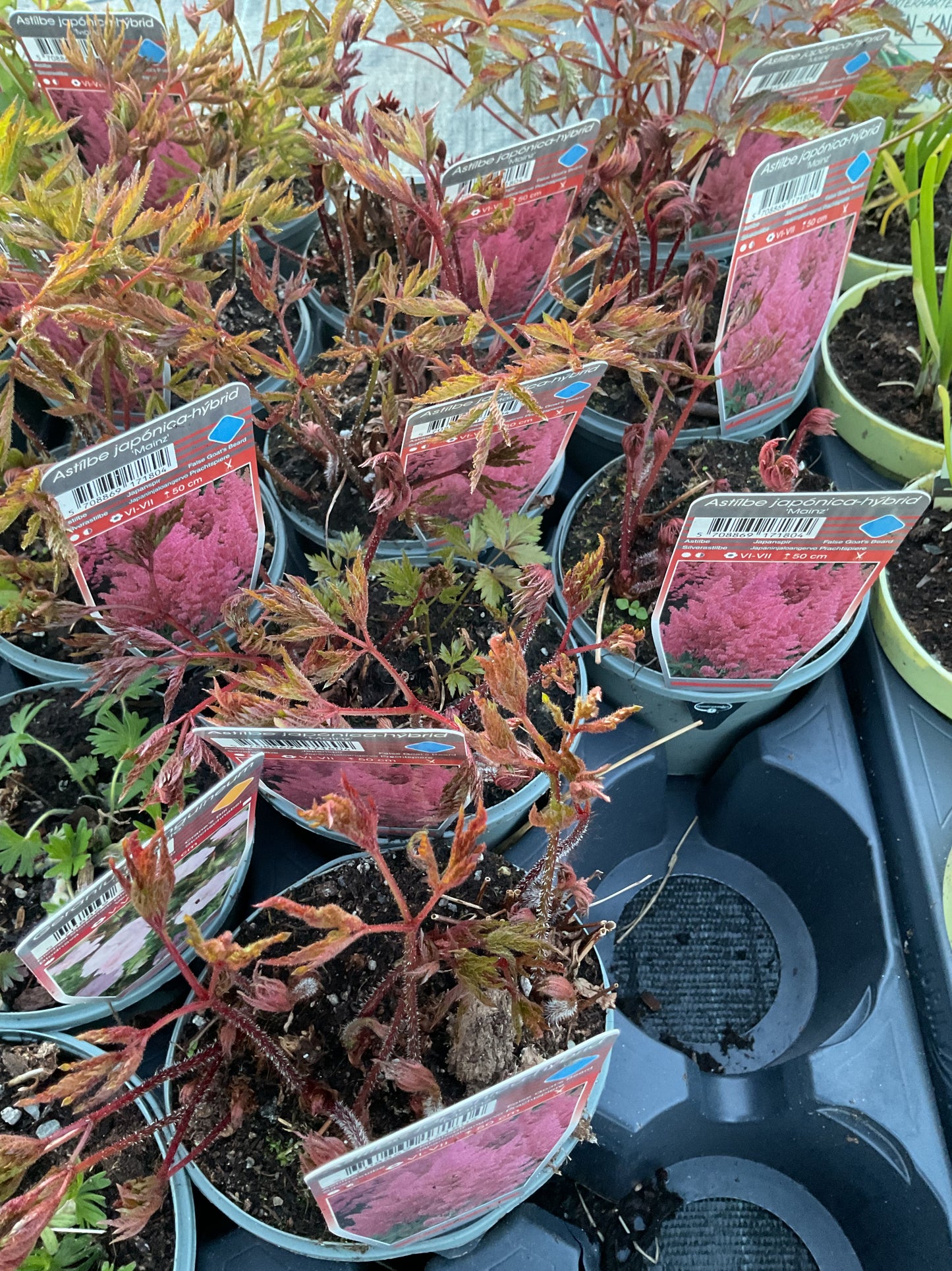 Astilbe japonica ‘Mainz’ P11