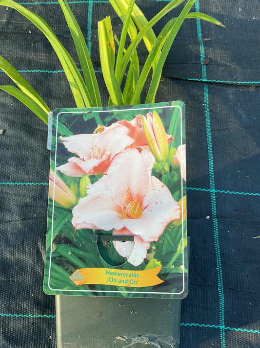 Hemerocallis ‘On and On’ P11x11