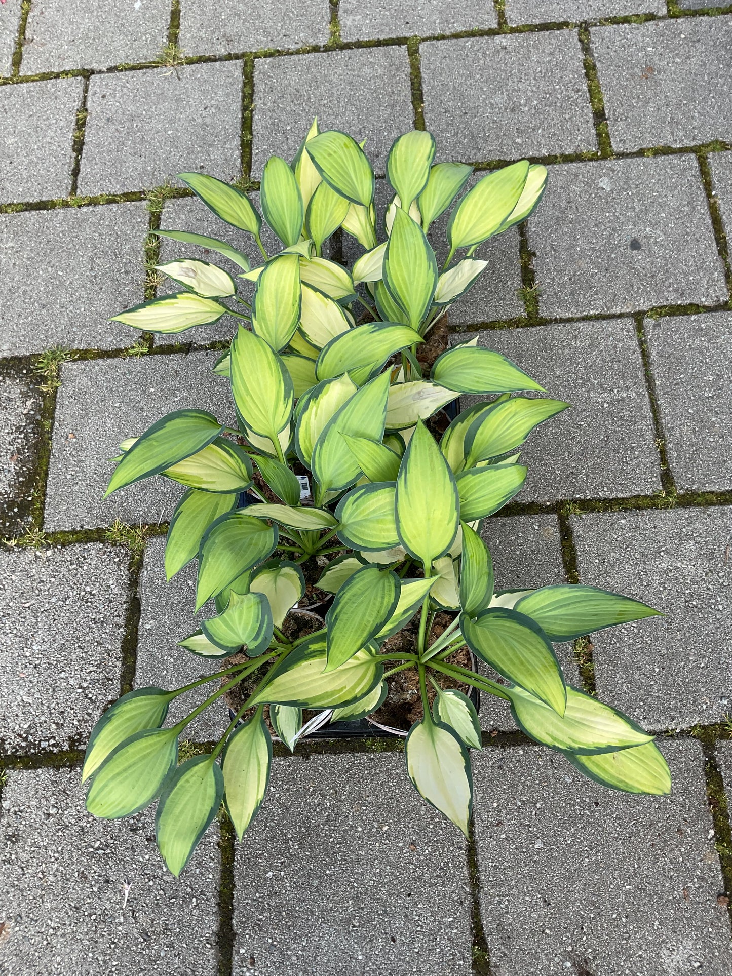 Hosta ‘Orange Marmelade’ P15