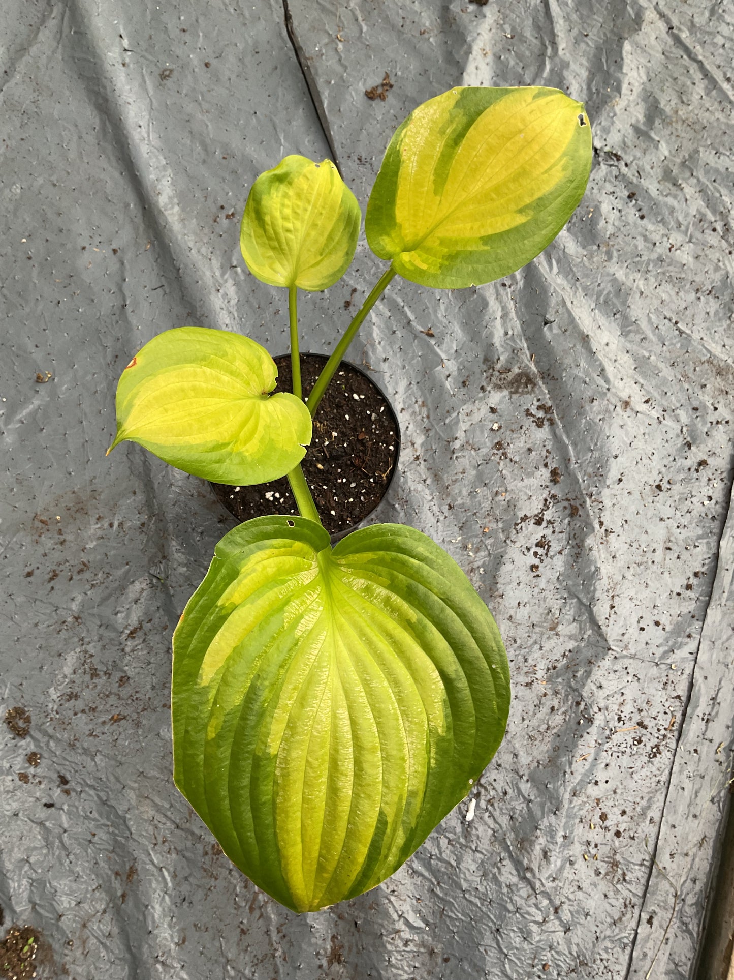 Hosta ‘Dance with Me’