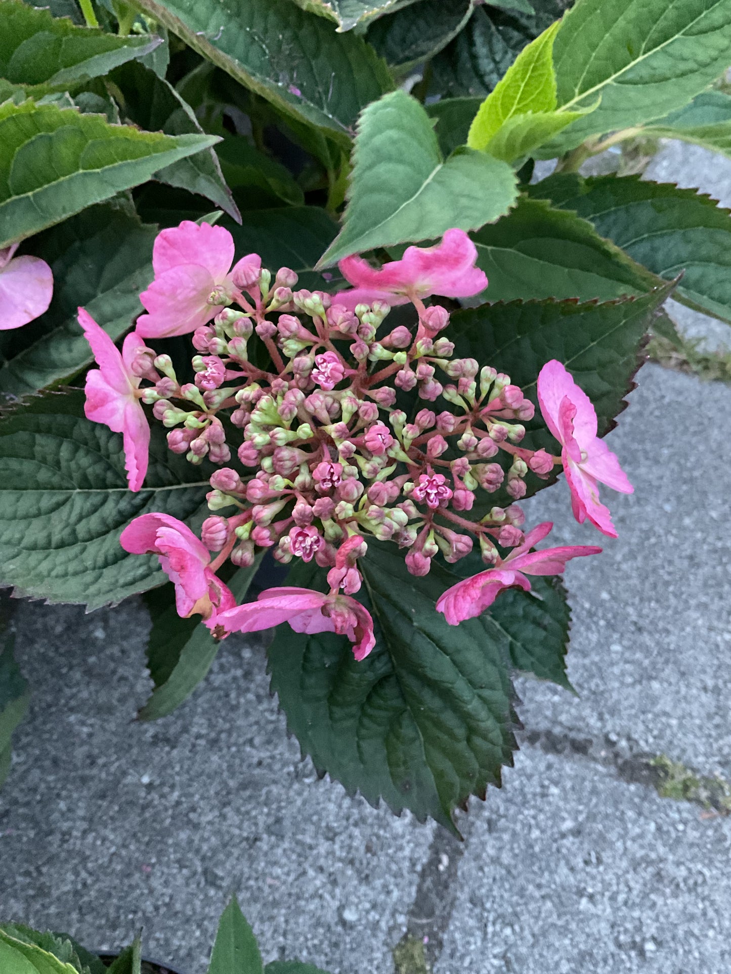 Hydrangea serrata ‘Magic Pillow’ P19