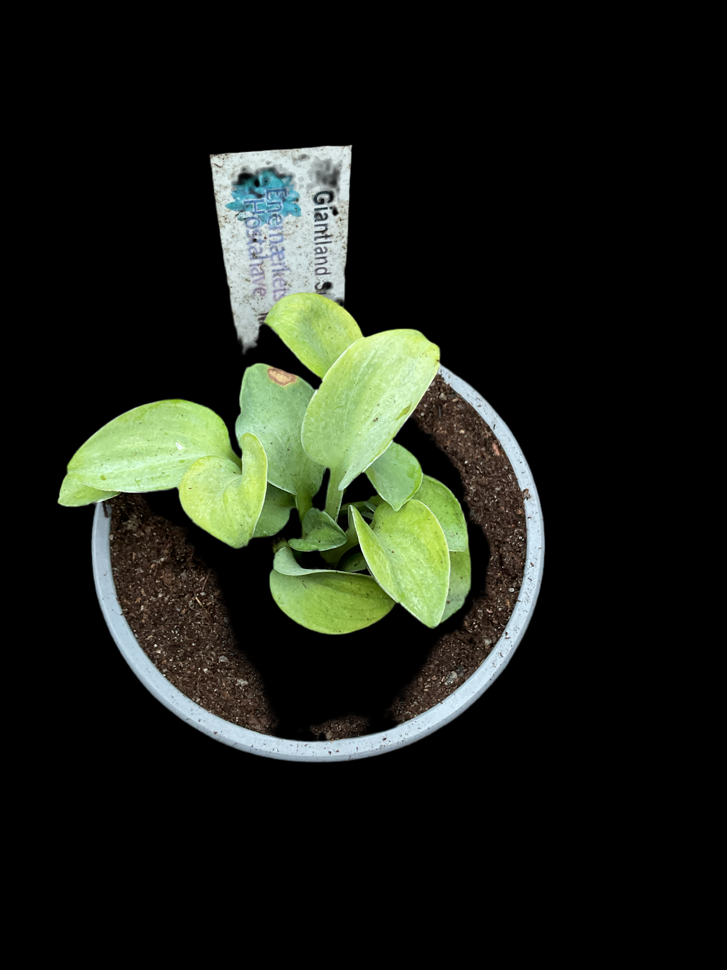 Hosta ‘Giantland Sunny Mouse Ears’