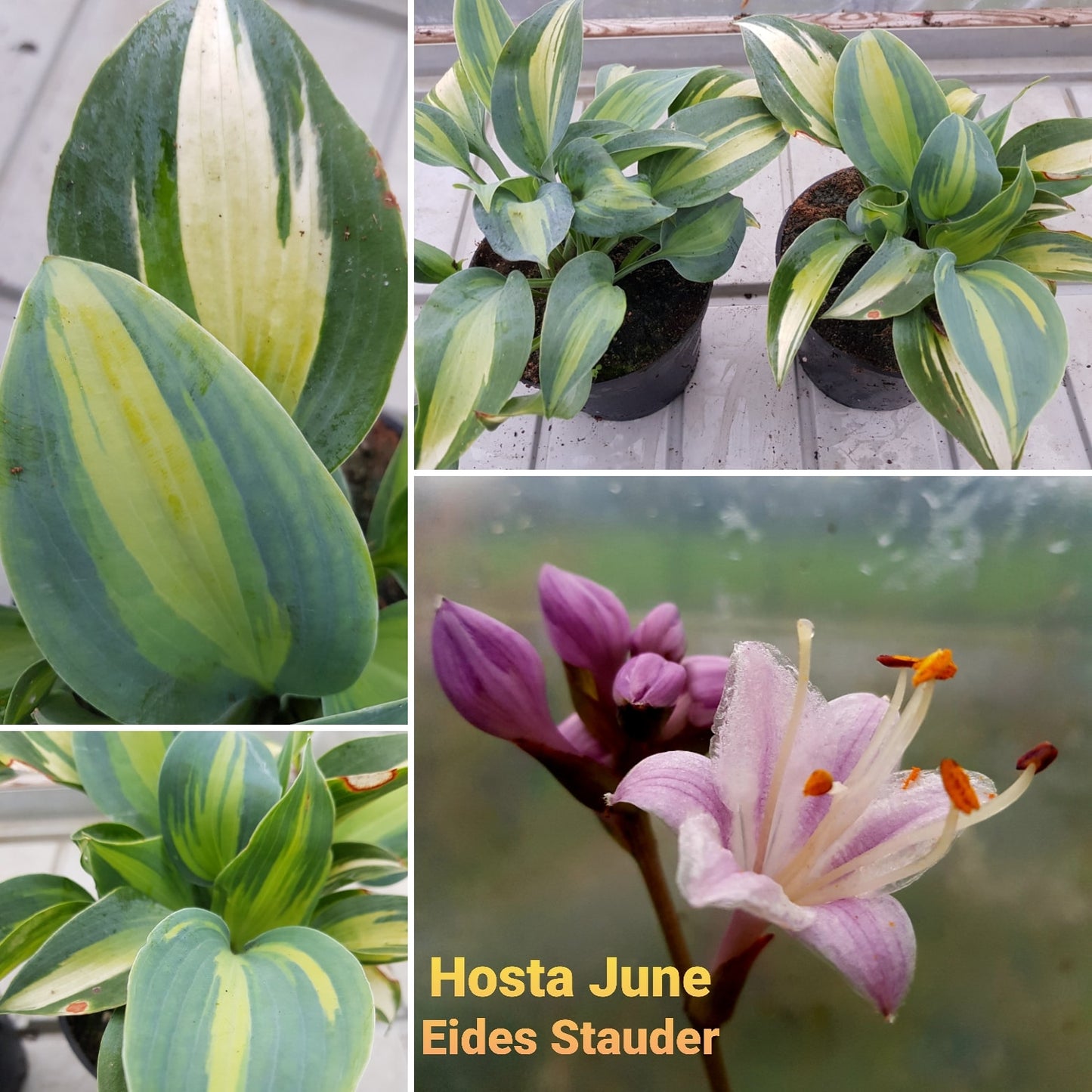 Hosta ‘June’