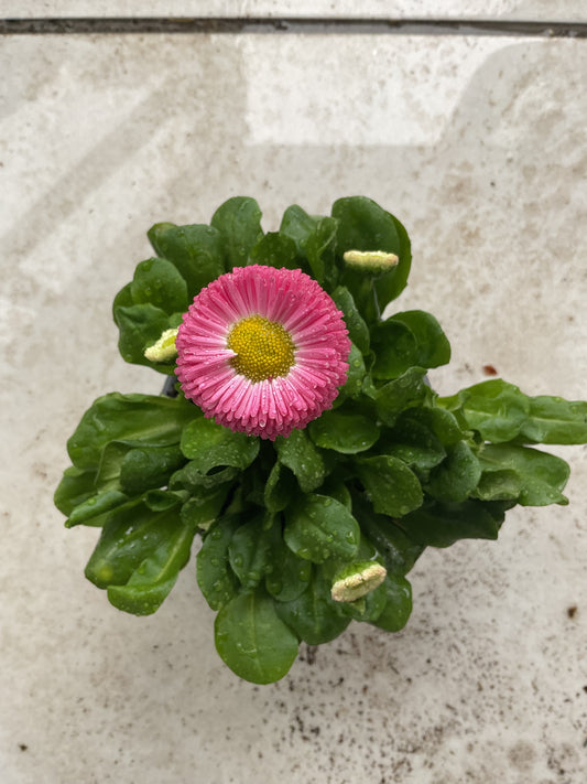 Tusenfryd Rosa, Bellis perennis P9