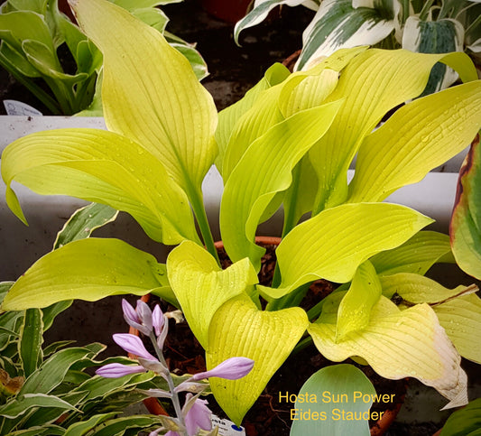 Hosta ‘Sun Power’ P15