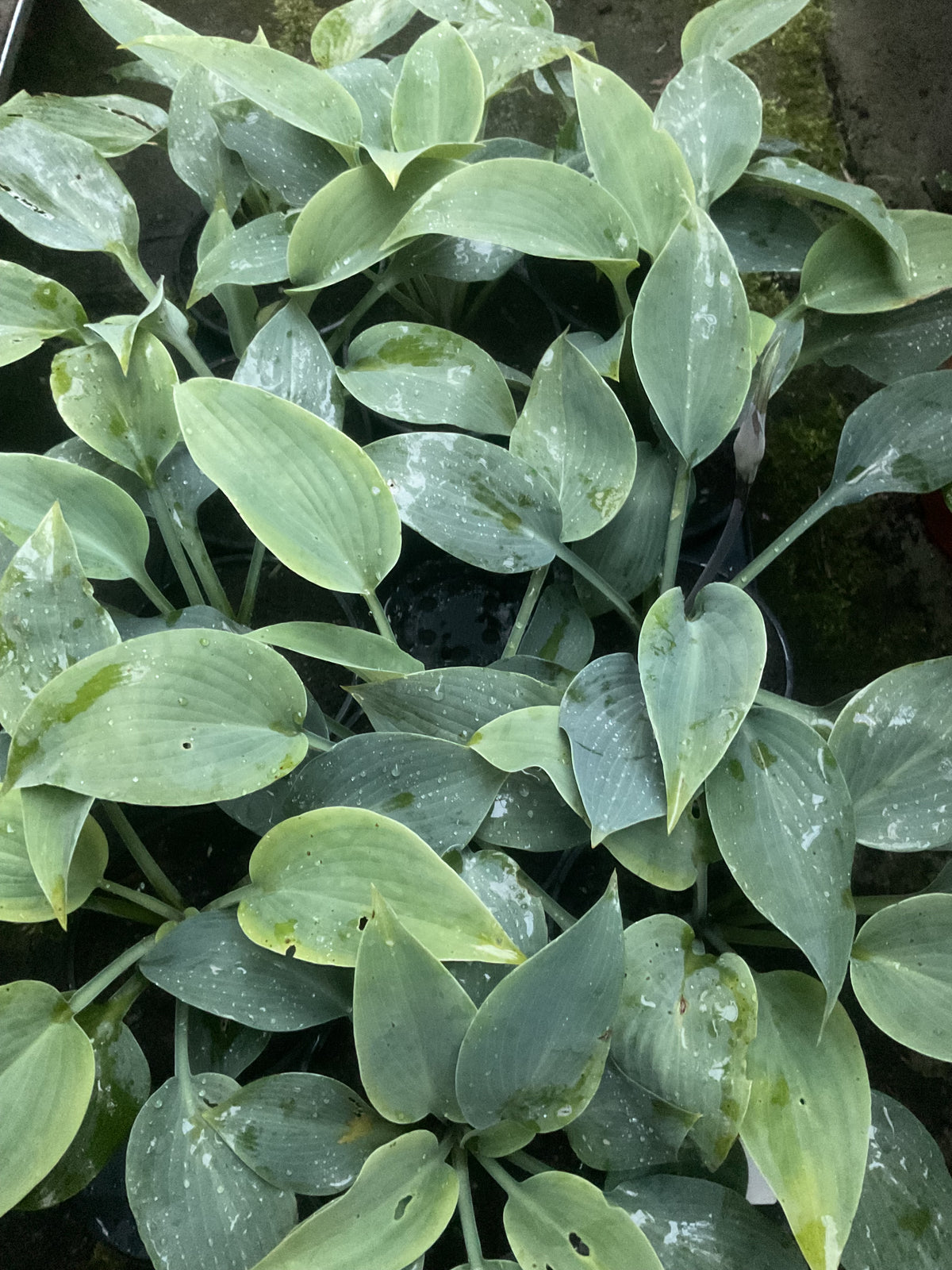 Hosta ‘Halcyon’ P12/P11x11