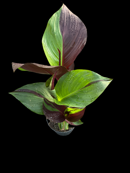 Canna Cleopatra’P21