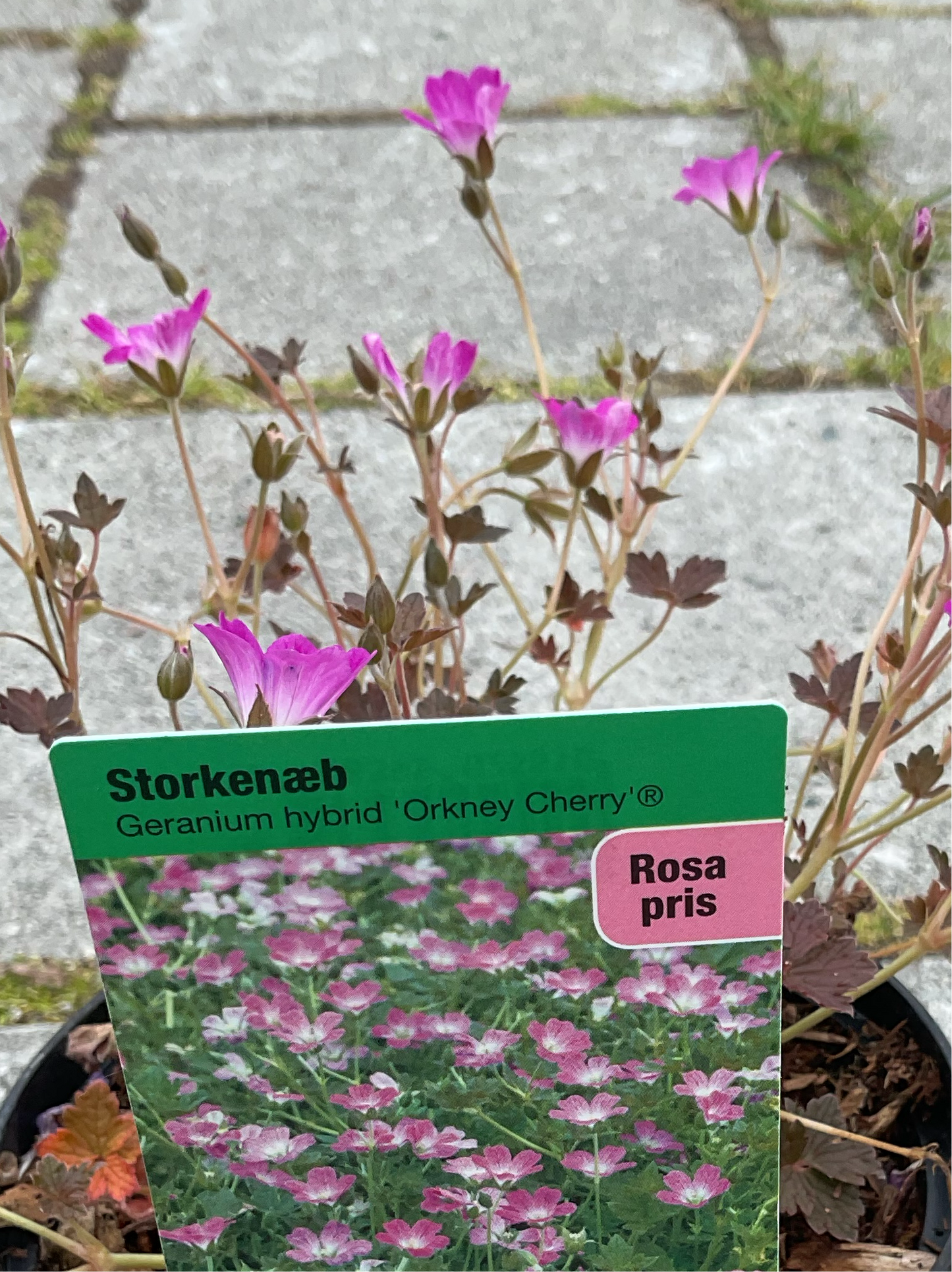 Geranium hybrid ‘Orkney Cherry’®️