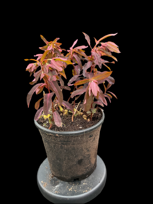 Euphorbia dulchis ‘Chameleon’ P15