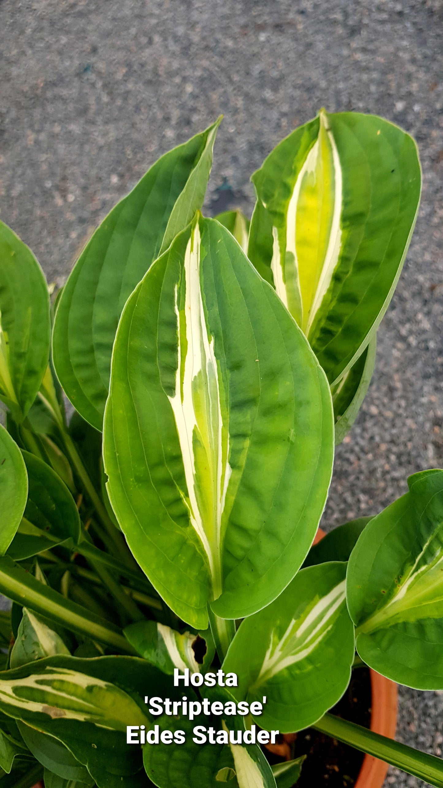 Hosta ‘Striptease’