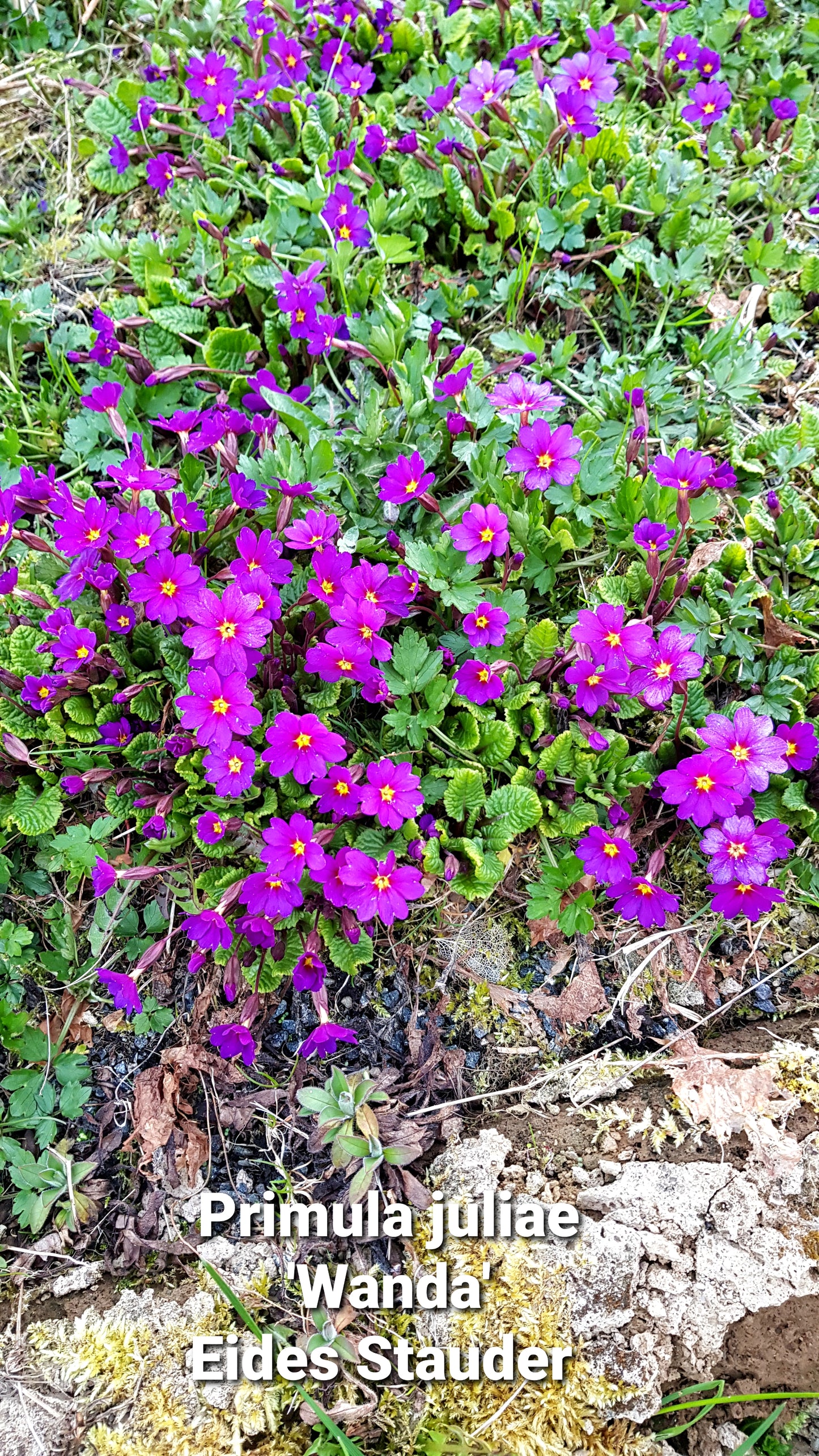 Primula juliae ‘Wanda’