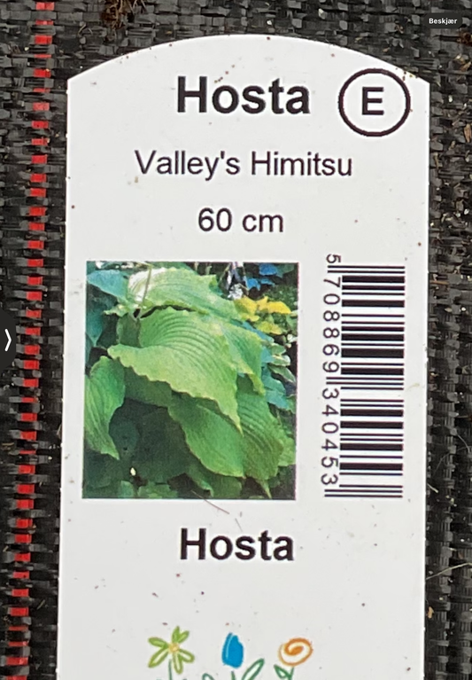 Hosta ‘Valley’s Himitsu’ P15