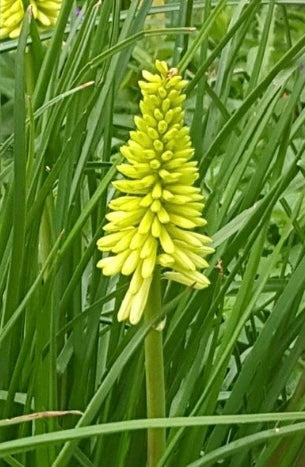 Kniphofia ‘Ice Queen’ P11x11