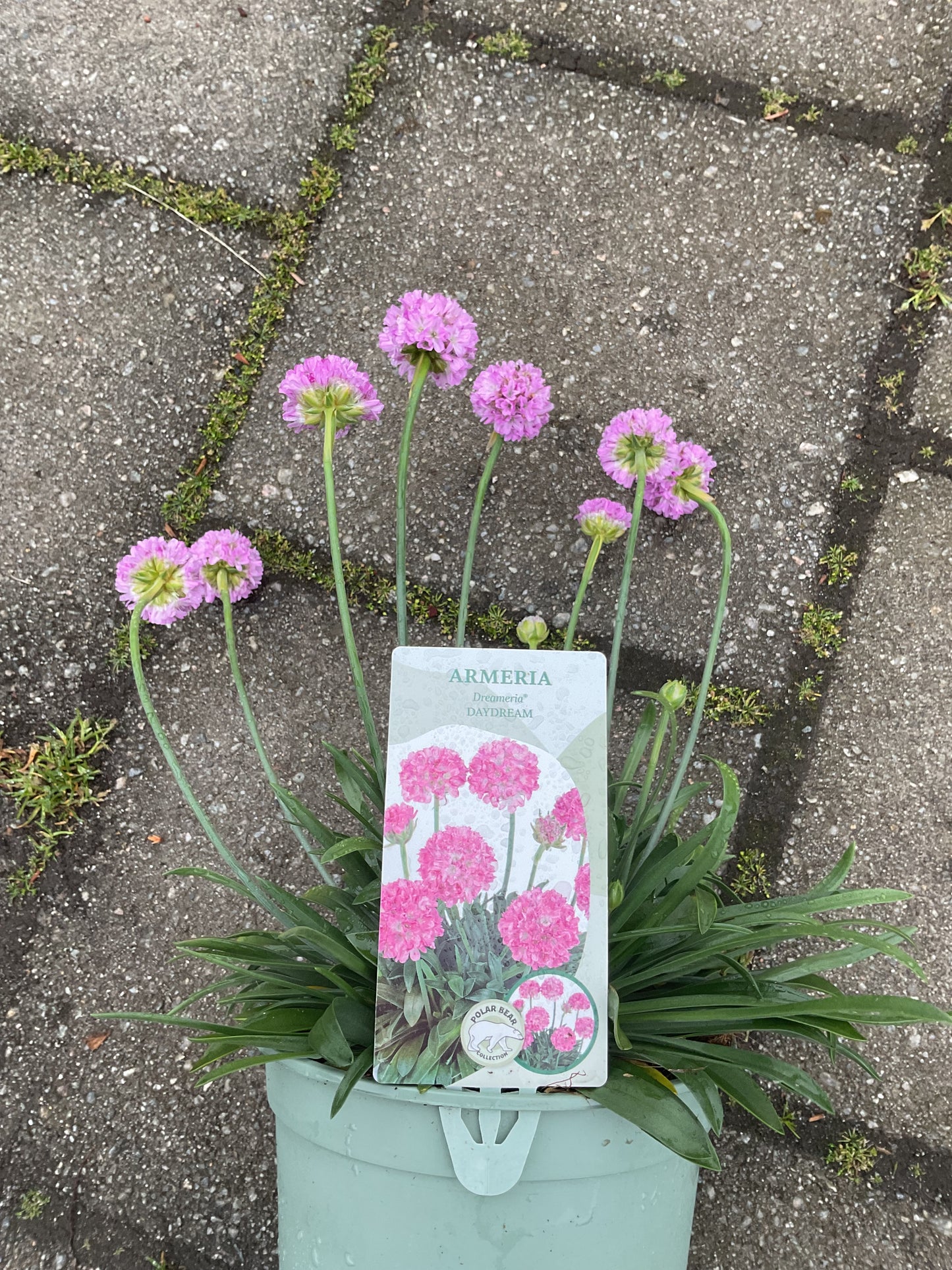Dreameria ®️’Daydream’ P17 (Armeria pseudoarmeria)