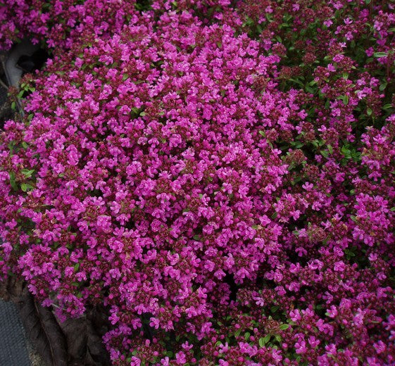 Thymus praecox ‘Coccineus’