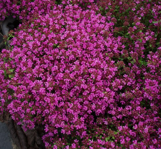 Thymus praecox ‘Coccineus’