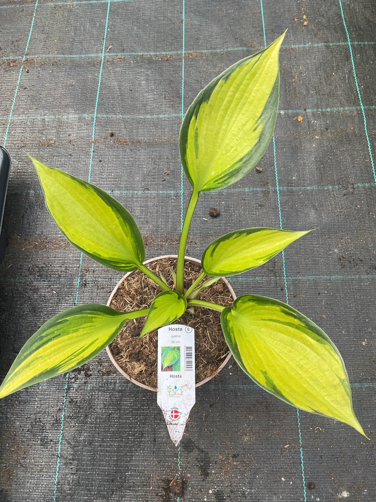 Hosta ‘Justine’ P15