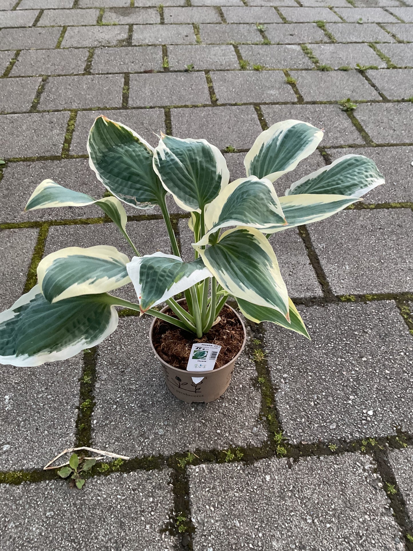 Hosta ‘Marshmallow Clouds’