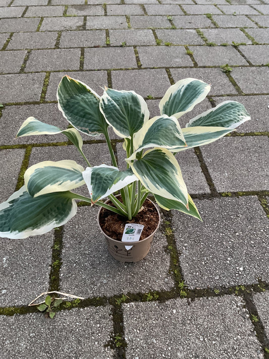 Hosta ‘Marshmallow Clouds’