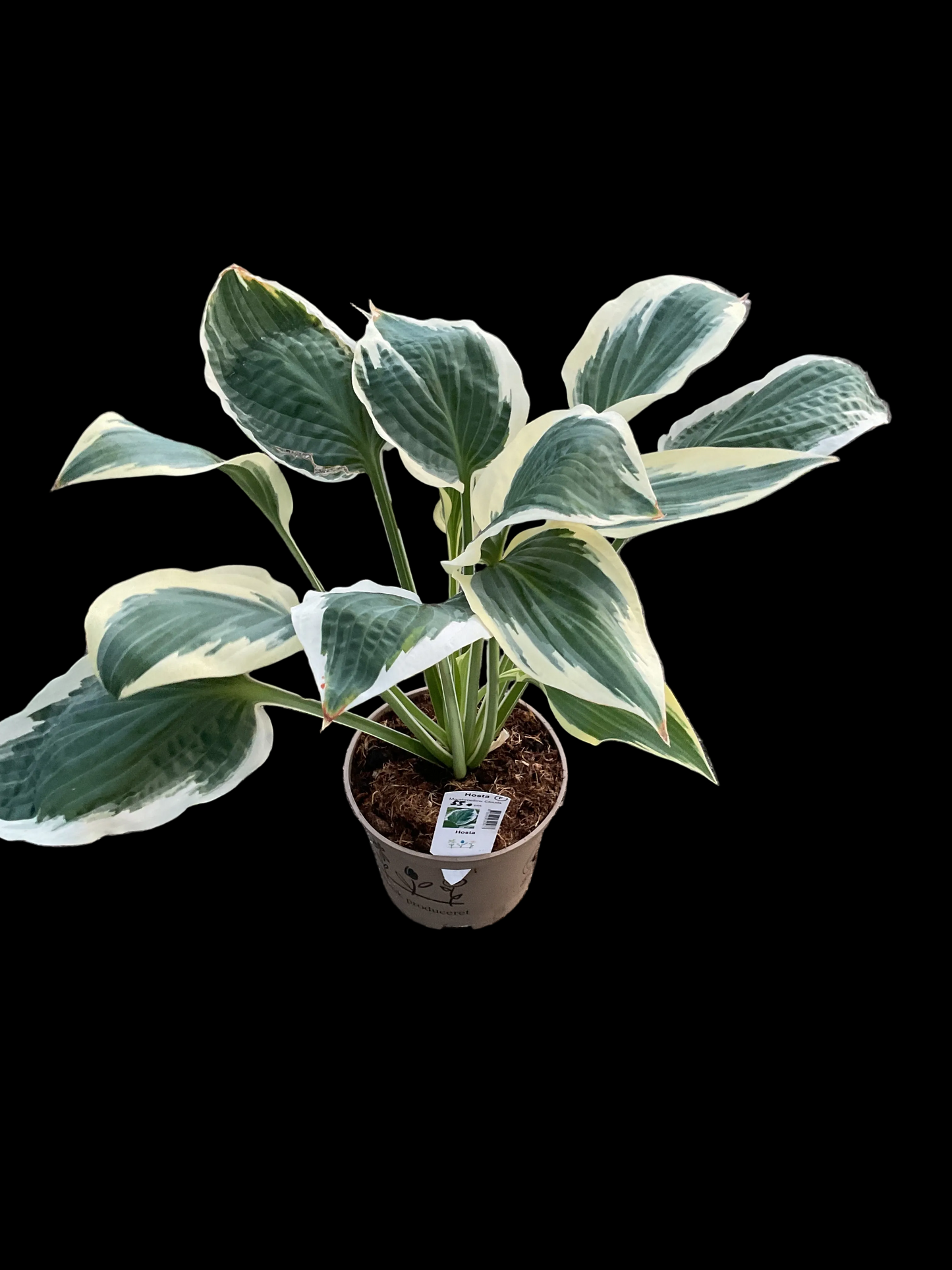 Hosta ‘Marshmallow Clouds’