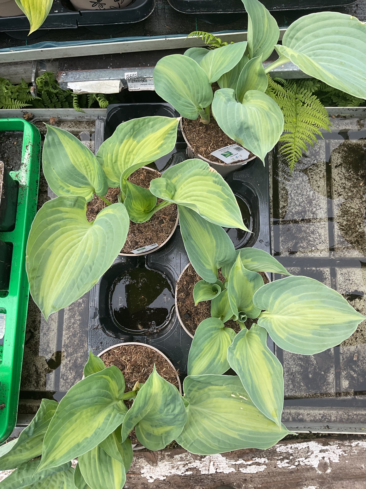 Hosta ‘Sister Act’ P15