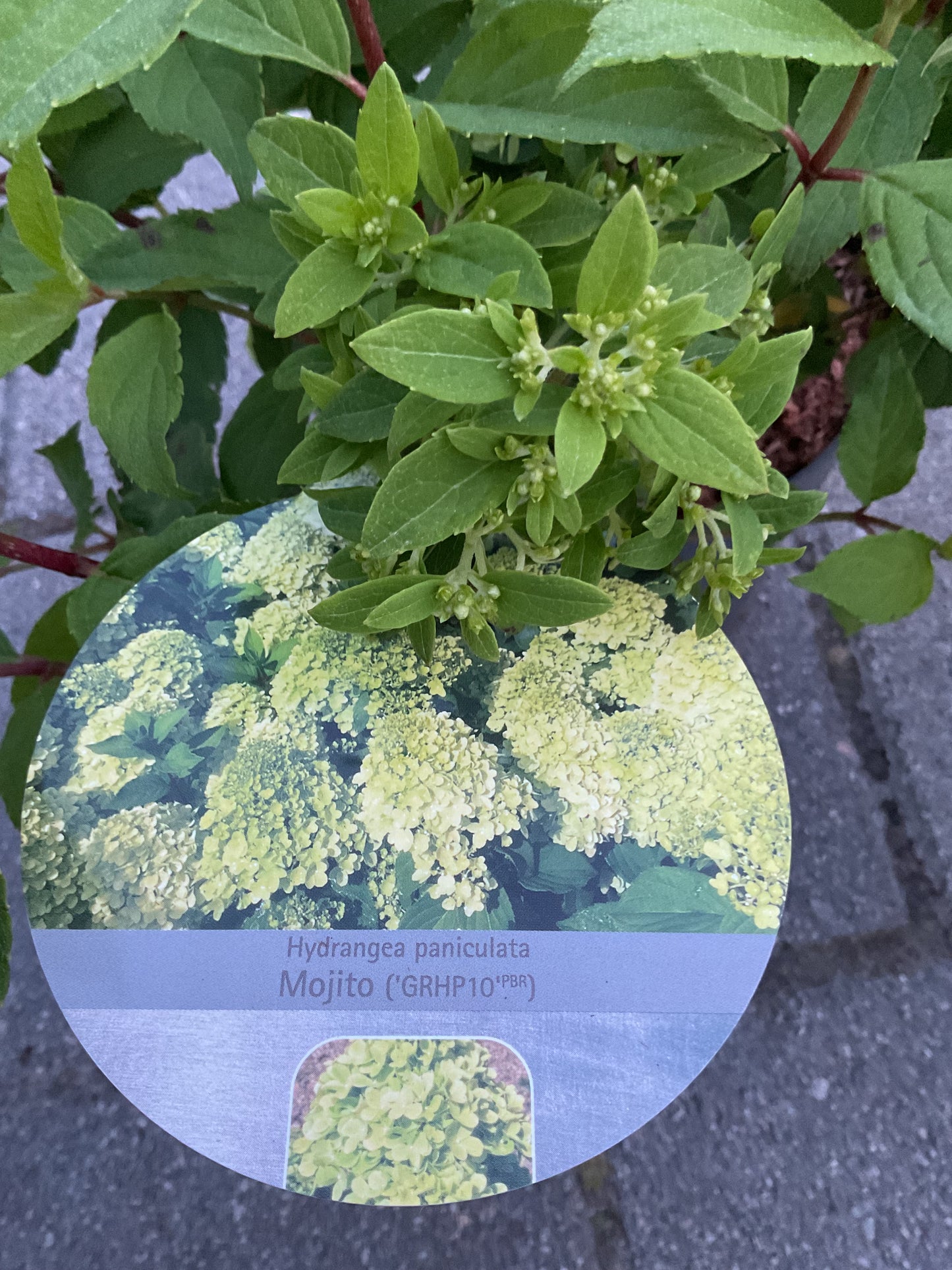 Hydrangea paniculata ‘Mojito’ P23