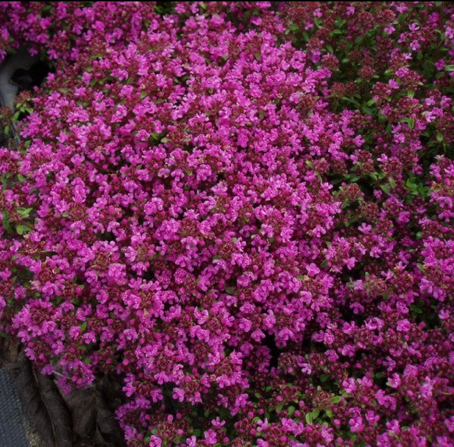 Thymus praecox ‘Coccineus’ P12