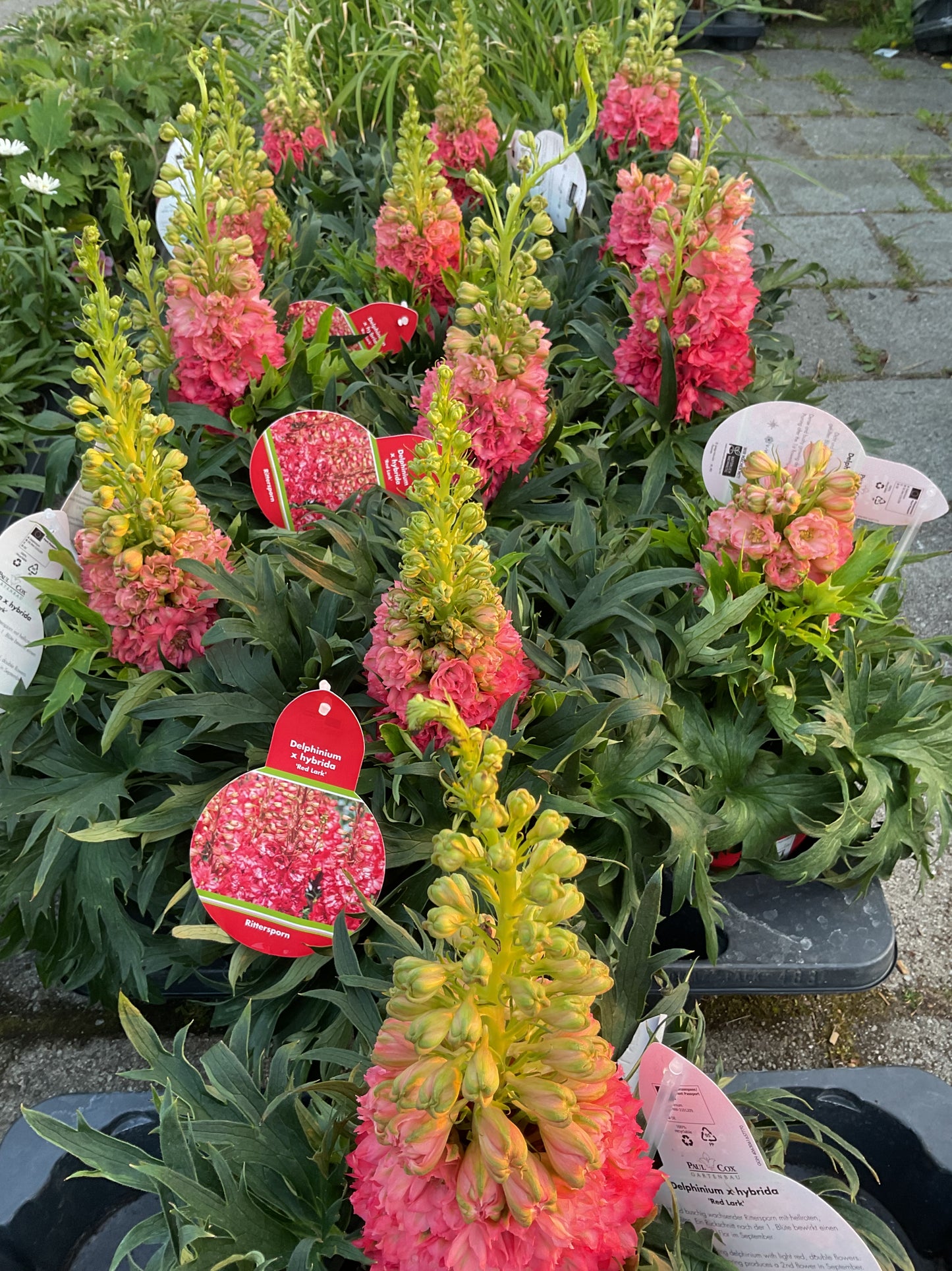 Delphinium hybrid ‘Red Lark’ P17