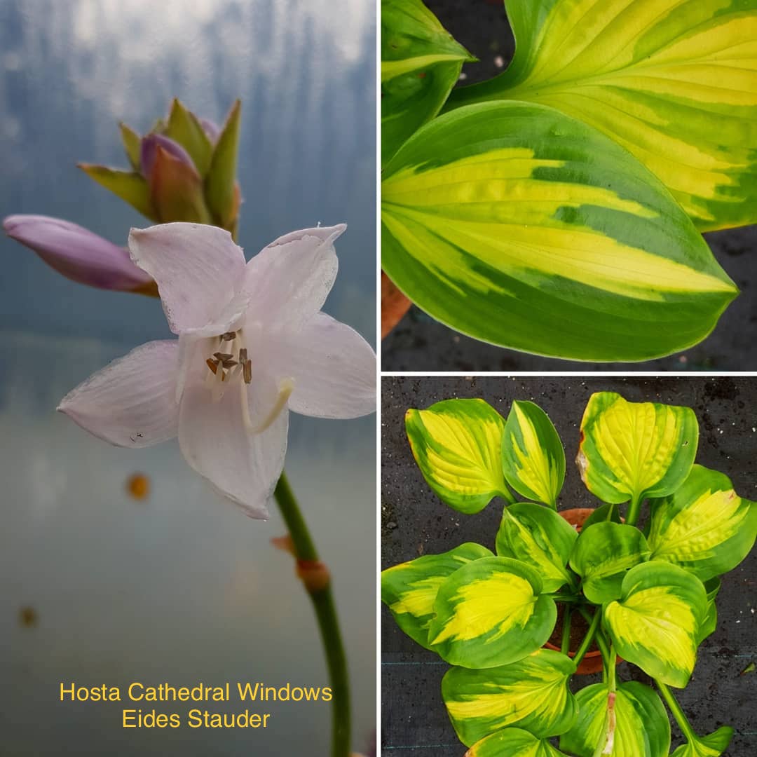 Hosta ‘Cathedral Windows’