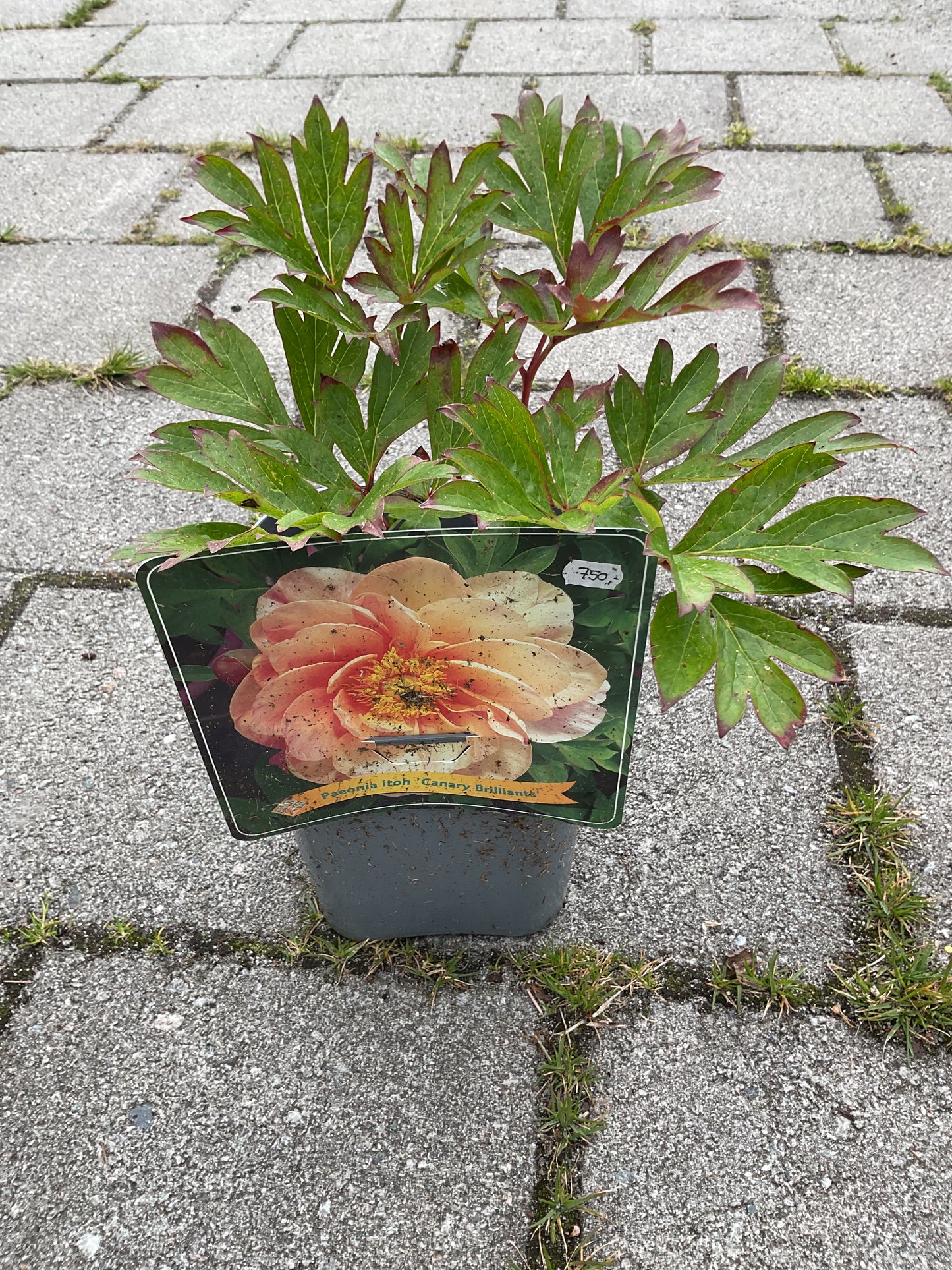 Paeonia itoh ‘Canary Brilliants’ P17