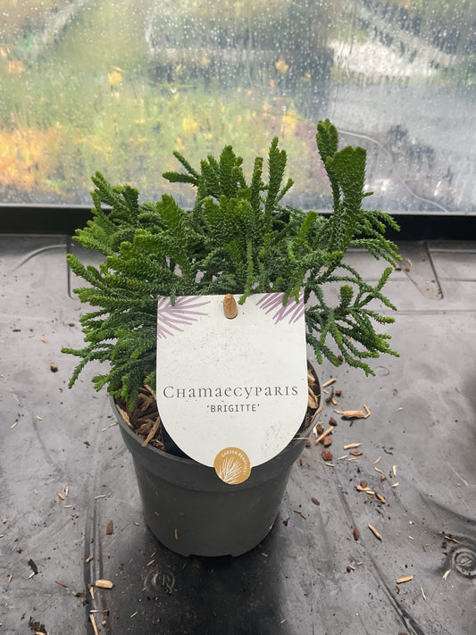 Chamaecyparis ‘Brigitte’ P10