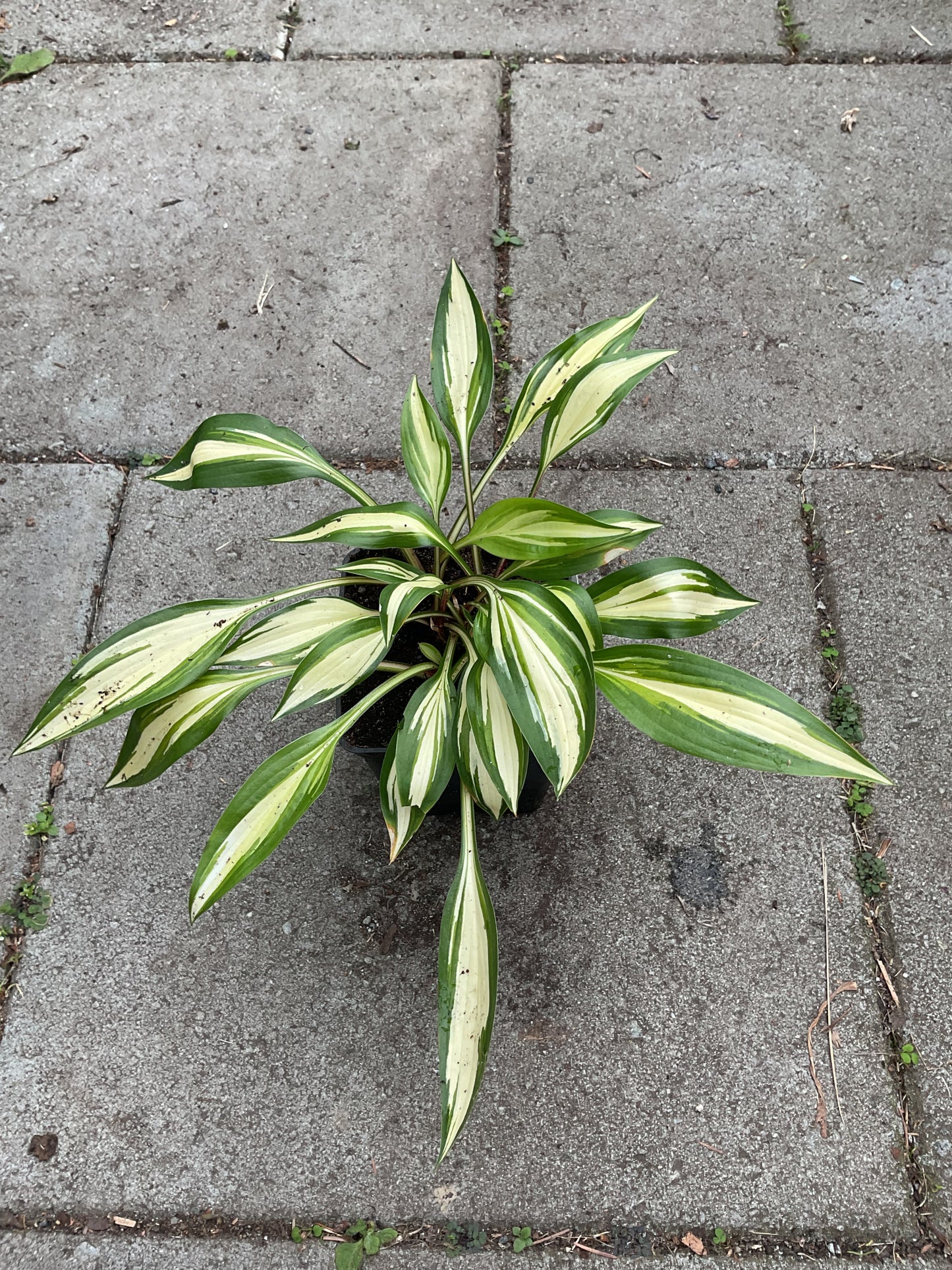 Hosta ‘Cherry Berry’ P10x10