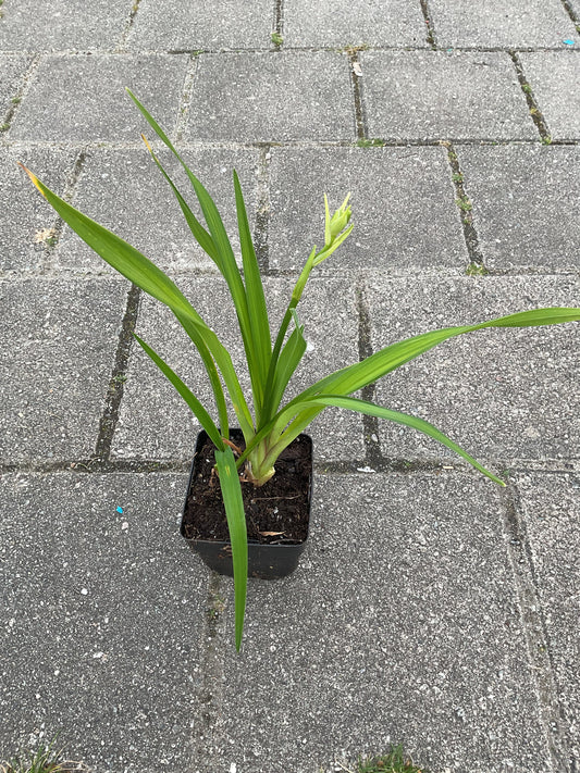 Hemerocallis ‘Night Beacon’ P11x11