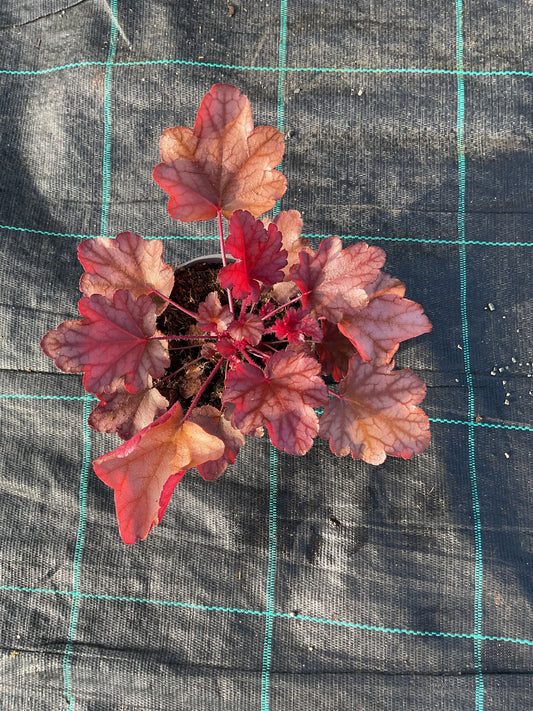 Heuchera ‘Peach Flambe’ P12