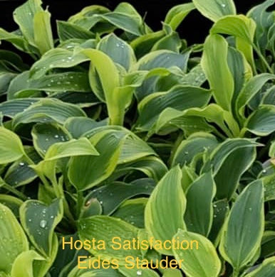 Hosta ‘Satisfaction’