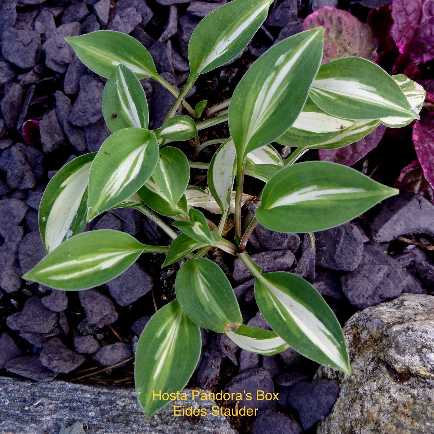 Hosta ‘Pandora’s Box’