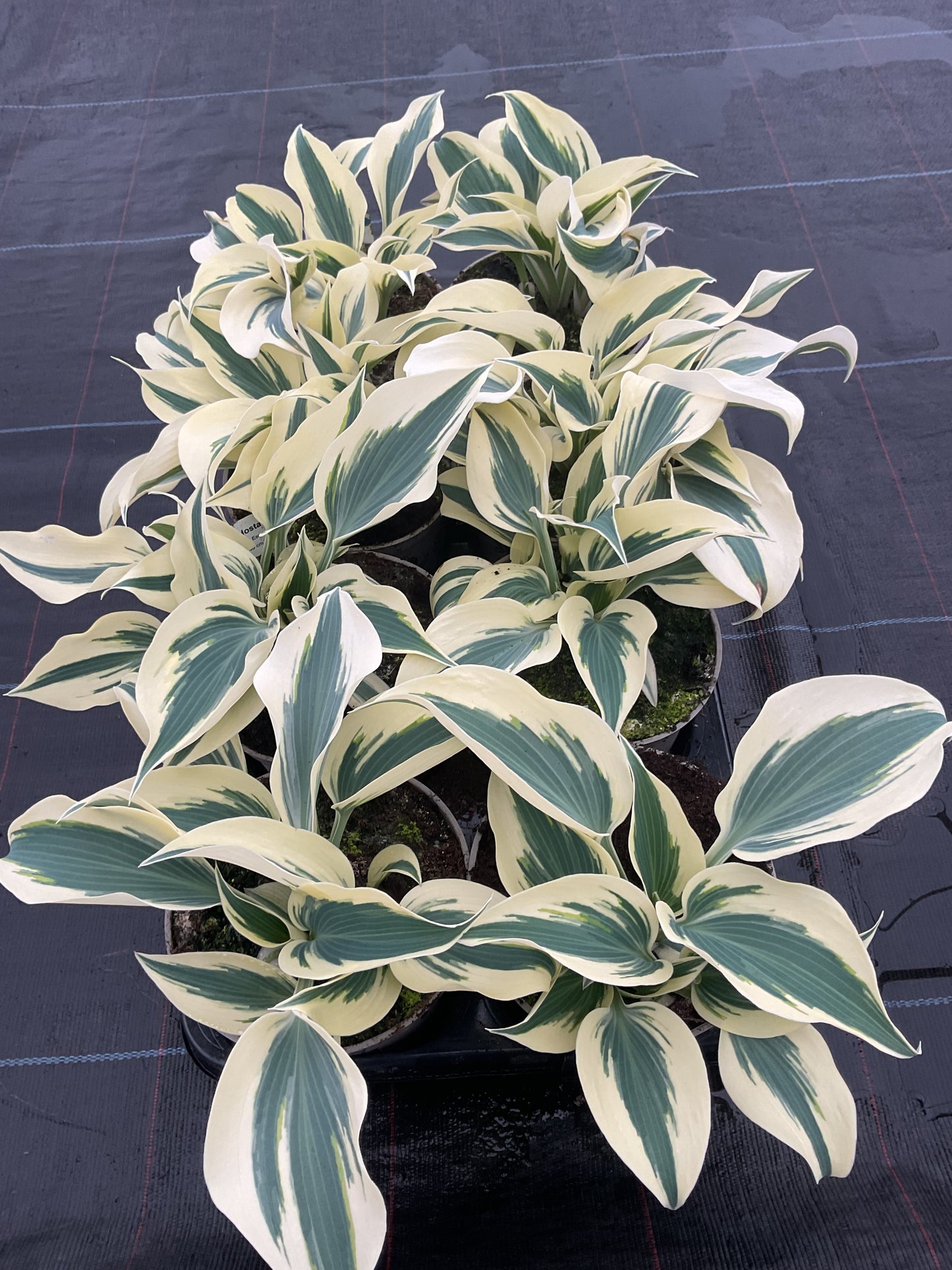 Hosta ‘Great Escape’ P15