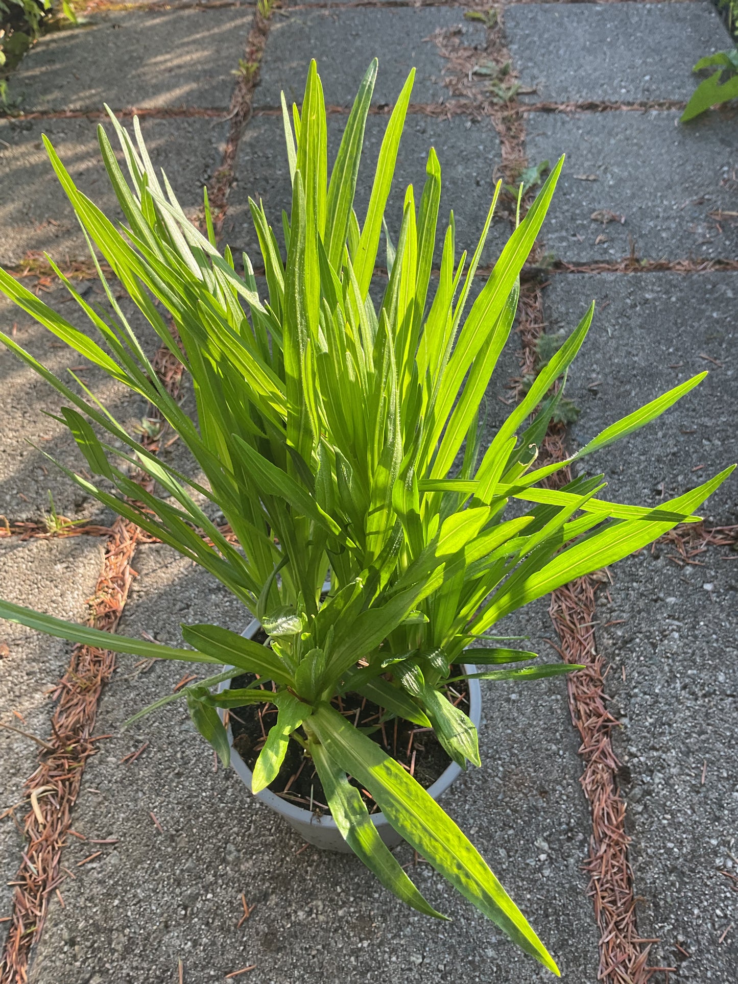 Liatris spicata ‘Alba’ P12