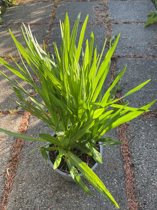 Liatris spicata ‘Alba’ P12