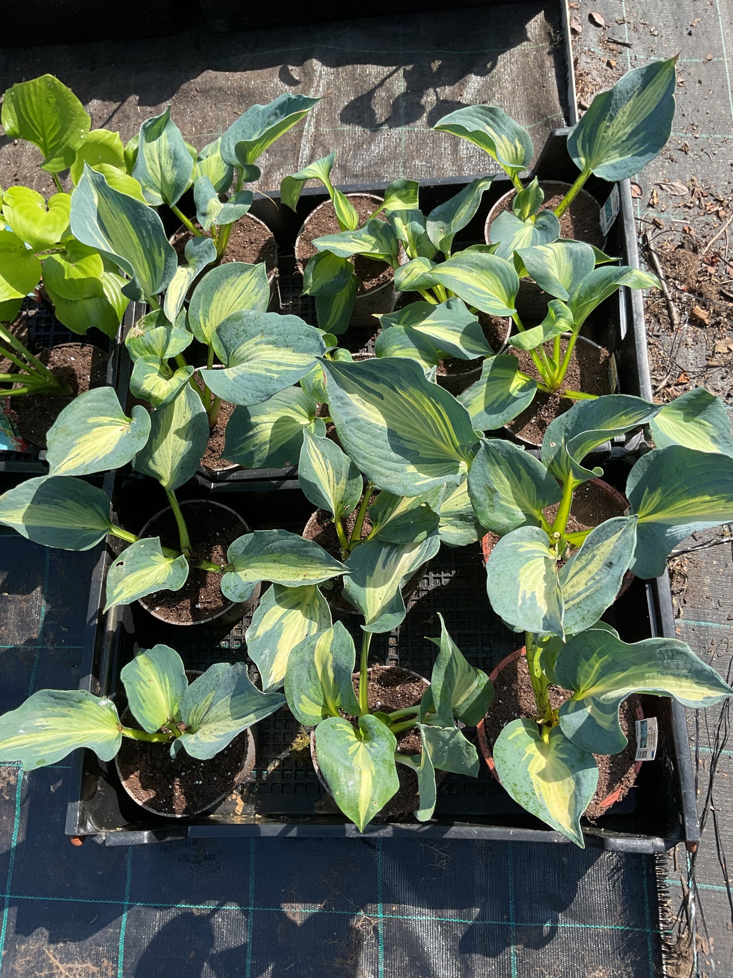 Hosta ‘Beach Boy’