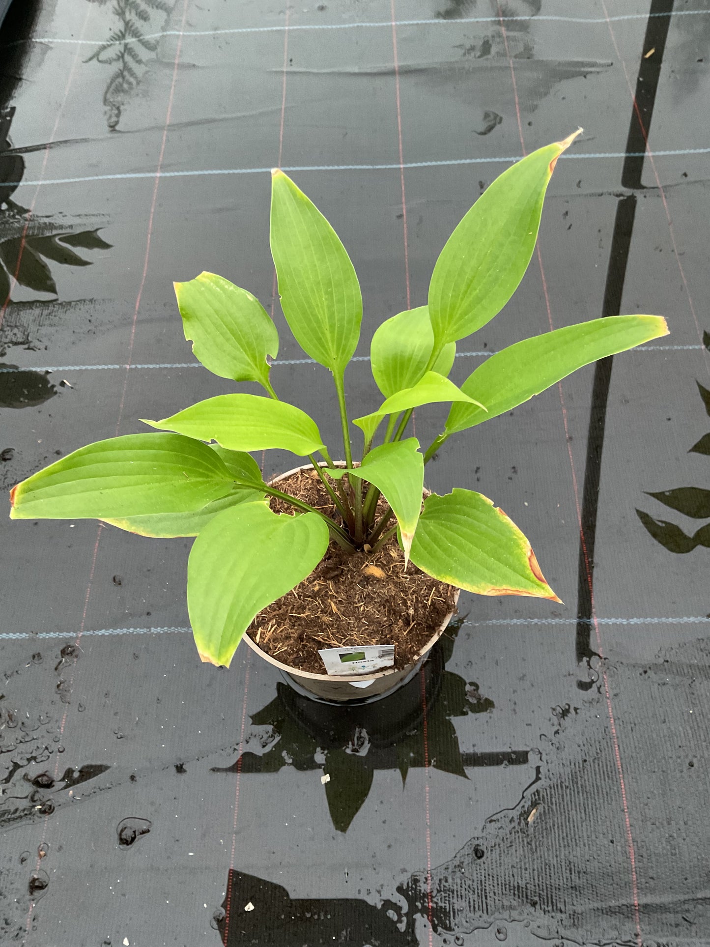 Hosta ‘Holar Early Days’ P15