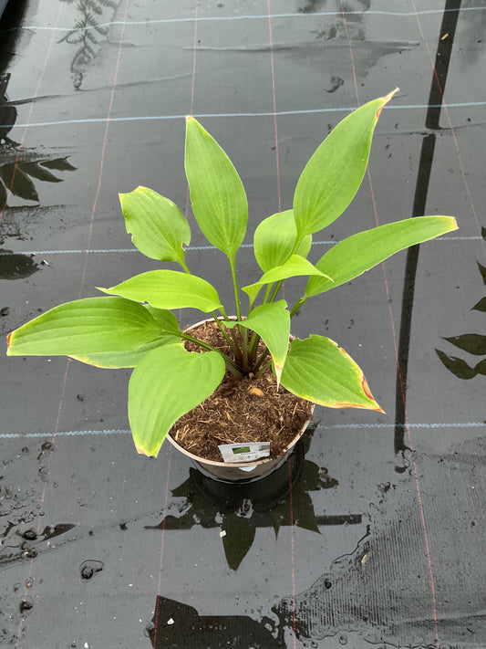 Hosta ‘Holar Early Days’ P15